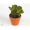 Opuntia microdasys 'Cristata'