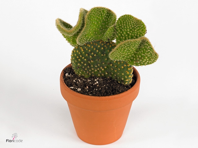 Opuntia microdasys 'Cristata'