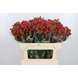 Hyp Tomato Flair
