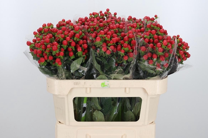 <h4>Hyp Tomato Flair</h4>