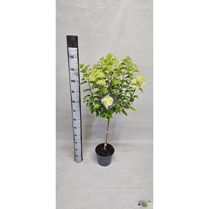 HYDR PANICULATA