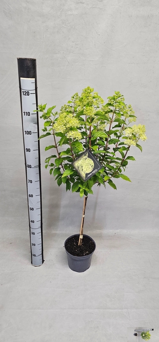 <h4>HYDR PANICULATA</h4>