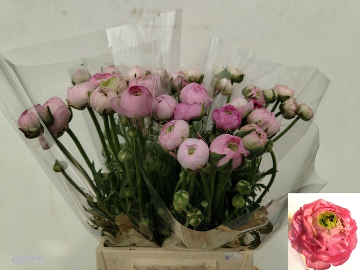 <h4>RAN AM MARSHMALLOW</h4>