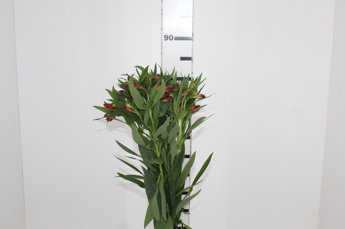 <h4>ALSTROEMERIA NATALYA 080 CM</h4>