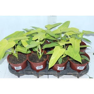 PHILODENDRON VIOLIN GOLD P15