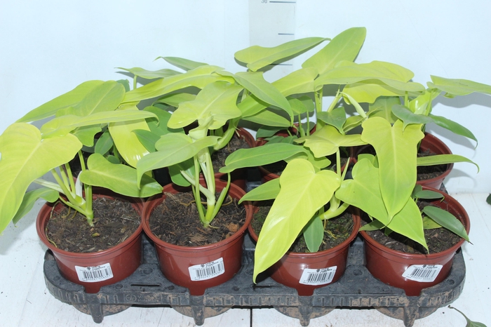 <h4>PHILODENDRON VIOLIN GOLD P15</h4>