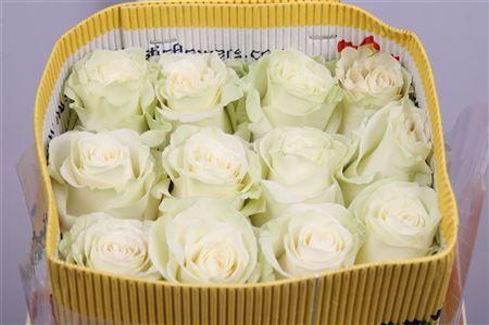 <h4>Rosa GR 'Mondial'</h4>