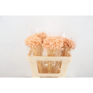 DF Hill Fl. Bs Apricot 100g poly