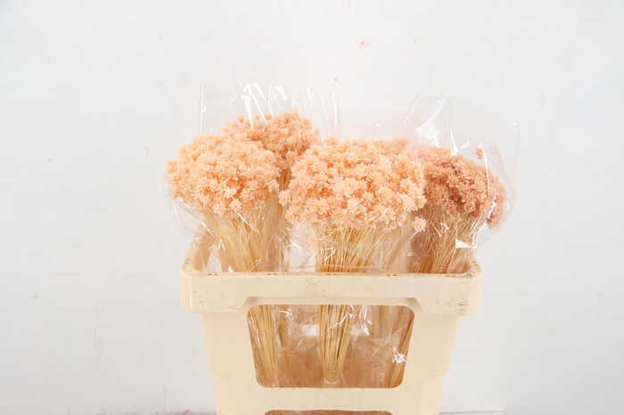 <h4>DF Hill Fl. Bs Apricot 100g poly</h4>