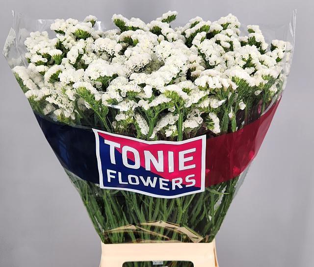 <h4>LIM S FROST WINGS</h4>