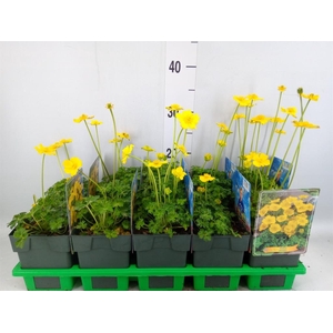 Trollius pumilus