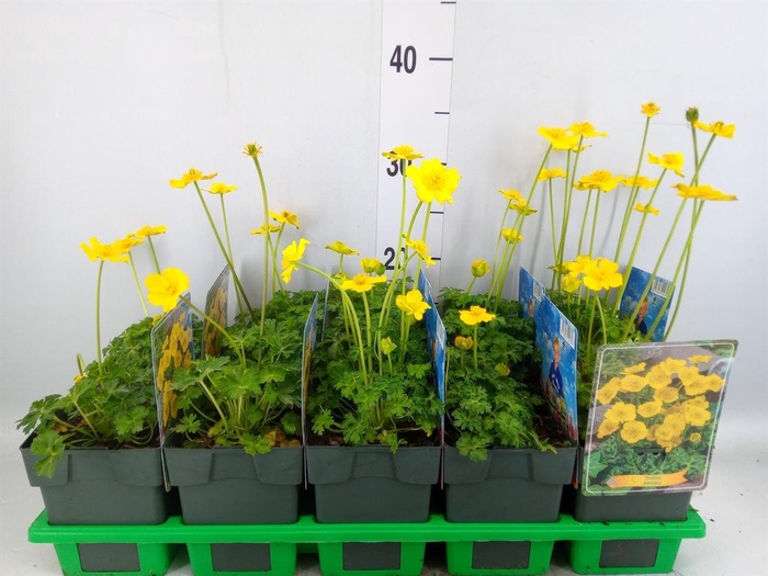 <h4>Trollius pumilus</h4>