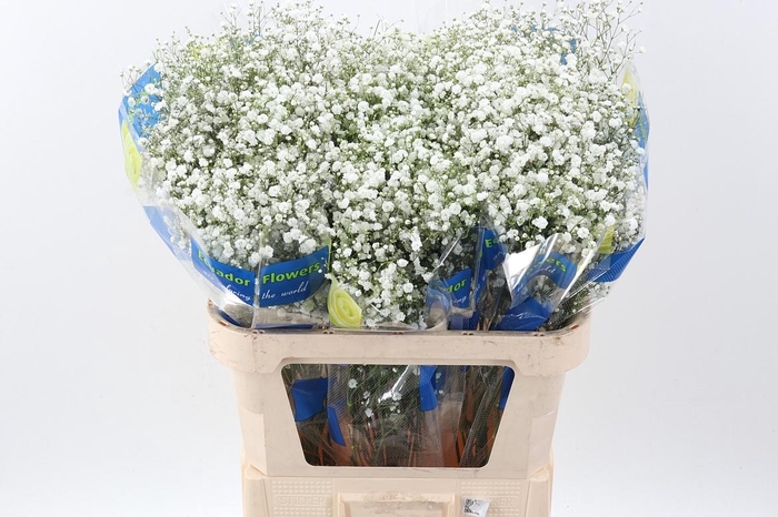 <h4>Gy Xlence 25 gram</h4>