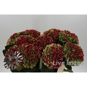 Hydrangea mag opal classic