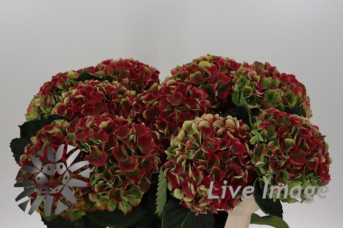 <h4>Hydrangea mag opal classic</h4>
