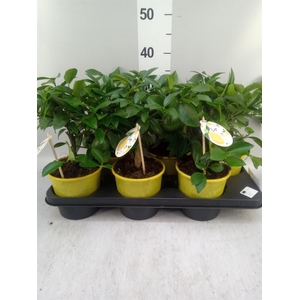 Citrus meyeri 'Meyer'