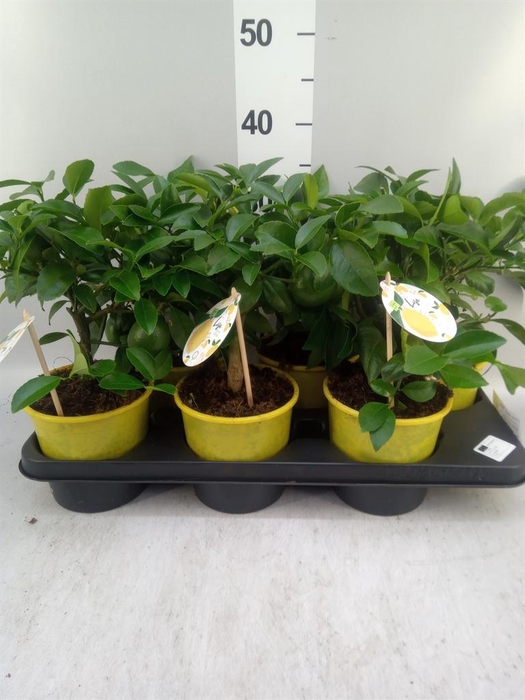 <h4>Citrus meyeri 'Meyer'</h4>