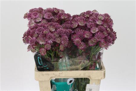 <h4>Astrantia Roma Pink</h4>