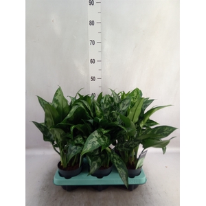 Aglaonema  'Maria'