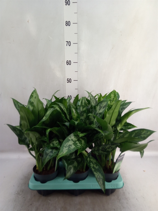 Aglaonema  'Maria'