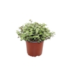 Callisia repens