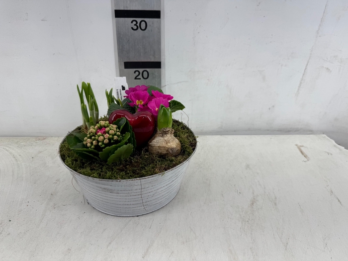 <h4>ARR PL IN SCHAAL</h4>