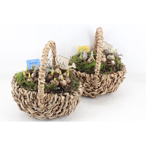 arr4 Bollenmix MB - Hengselmand kl. 285/5