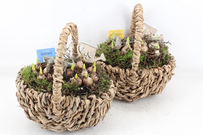 <h4>arr4 Bollenmix MB - Hengselmand kl. 285/5</h4>