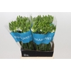 Ornithogalum Mount Fuji