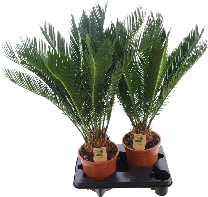 <h4>Cycas Revoluta</h4>