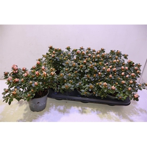 Rhodo Si Sachsen Gem