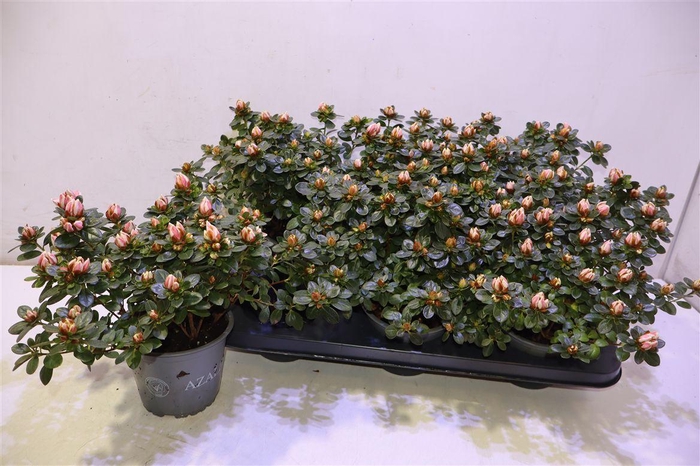 <h4>Rhodo Si Sachsen Gem</h4>