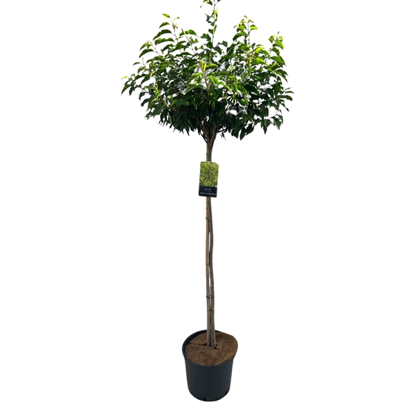 <h4>Prunus lusitanica 'Angustifolia' Stam 100 cm</h4>
