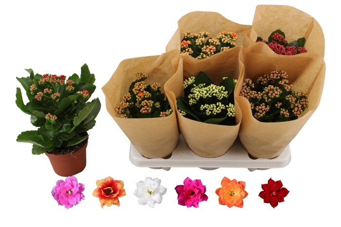 <h4>KAL GE RO GEM 6 KL</h4>