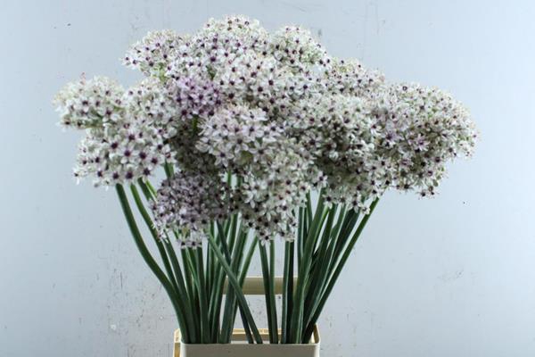 <h4>Allium Silverspring</h4>