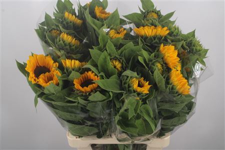 <h4>Helianthus Vincent Choice</h4>