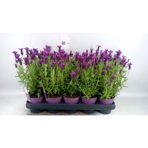 Lavandula stoec. 'Anouk'