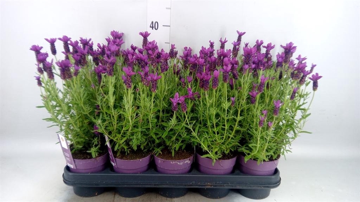 <h4>Lavandula stoec. 'Anouk'</h4>