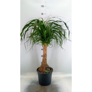 Beaucarnea recurvata