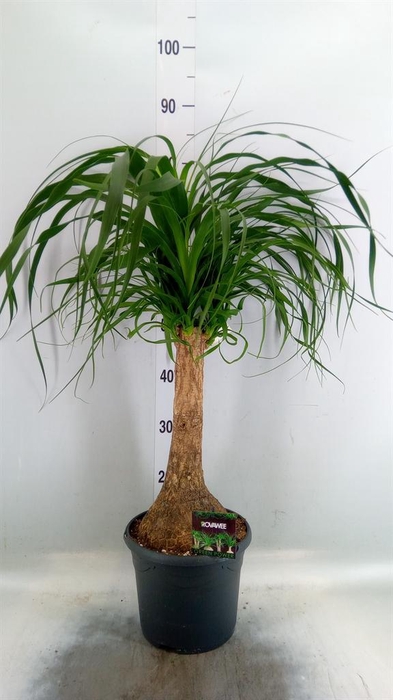 <h4>Beaucarnea recurvata</h4>