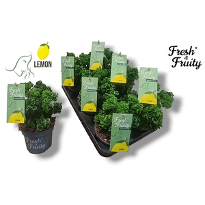 Pel. Fresh&Fruity® Lemon Tree