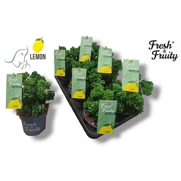 <h4>Pel. Fresh&Fruity® Lemon Tree</h4>
