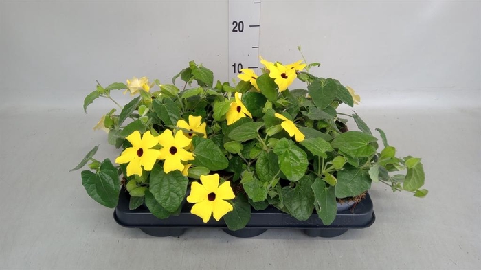 <h4>Thunbergia alata</h4>