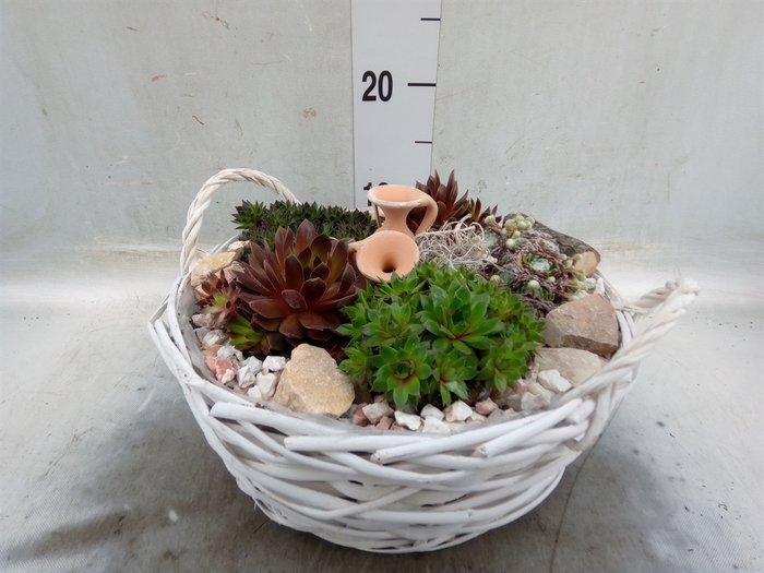 <h4>Arr.  Sempervivum L%</h4>