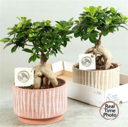 <h4>Fic Mi Ginseng</h4>