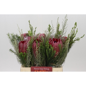 BQ Protea Sharon SFB