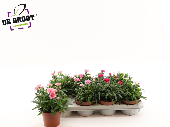 <h4>DIAN OSC GEM</h4>