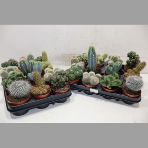 Cactus Gem