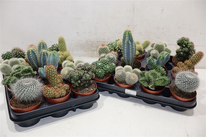 <h4>Cactus Gem</h4>