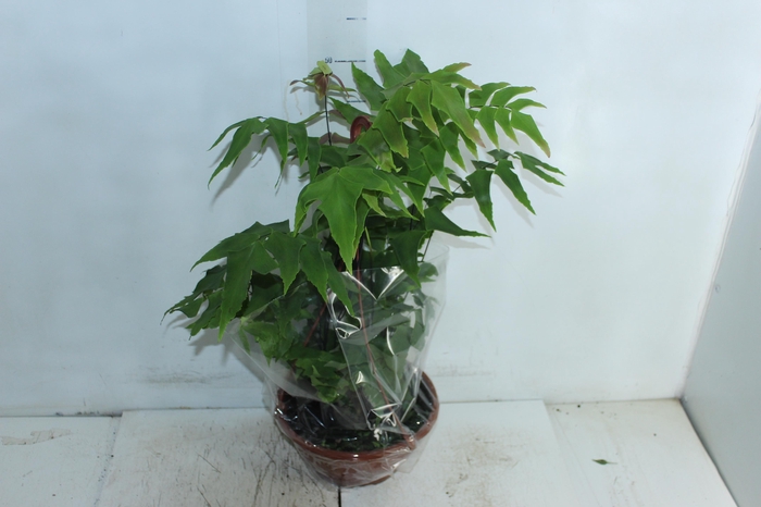 <h4>AVENCA VARIADA C21</h4>